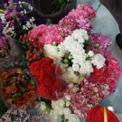 Super Seeds Carnation Florist Giant Many Colours 160 Pcs