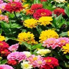 Super Seeds Zinnia Elegans Colours Assorted 100 Pcs