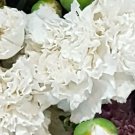 Super Seeds Carnation Giant White 100 Pcs