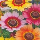 Super Seeds Chrysanthemum Tricolor 500 Pcs