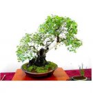 Super Seeds Betula 100 Pcs Bonsai Japane White Birch