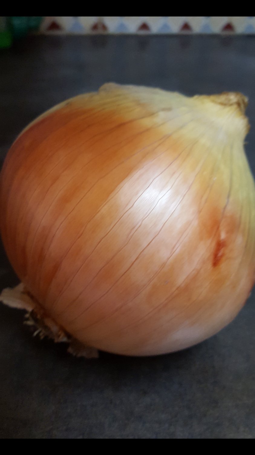 Super Seeds Gold Of Onion Grain 350 Pcs