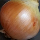 Super Seeds Gold Of Onion Grain 350 Pcs