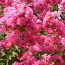Super Seeds Beautiful Lagerstroemia Indica Jupiter Tree 50 Pcs