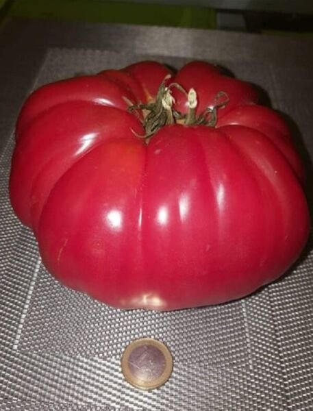 Super Seeds Grain Tomat Ros Tomate Rosa Carnoso 60 Pcs Pink Tomato
