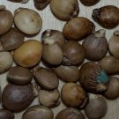 Super Seeds Cornicabra Pistachio Terebinthus 35 Pcs