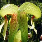 Super Seeds Carnivorous Plant Darlingtonia California Cobra Lily 5 Pcs