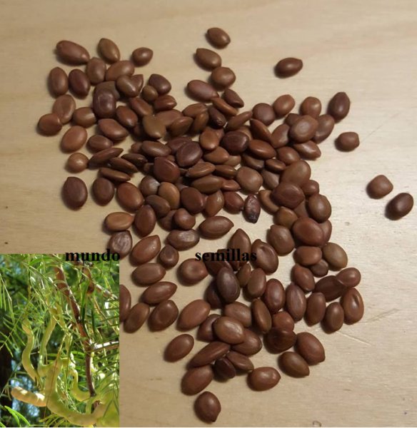 Super Seeds Prosopis Chilensis Mquite Carob Chilean Mquite 20 Pcs