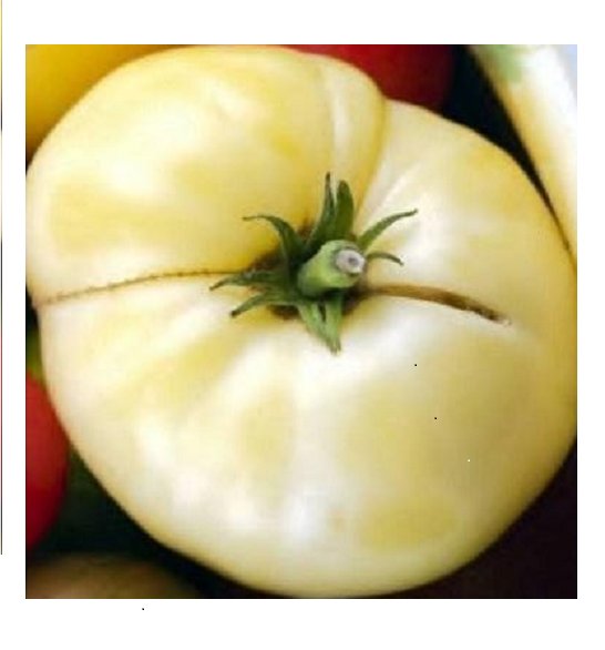 Super Seeds Variety White Tomato Wonder 100 Pcs
