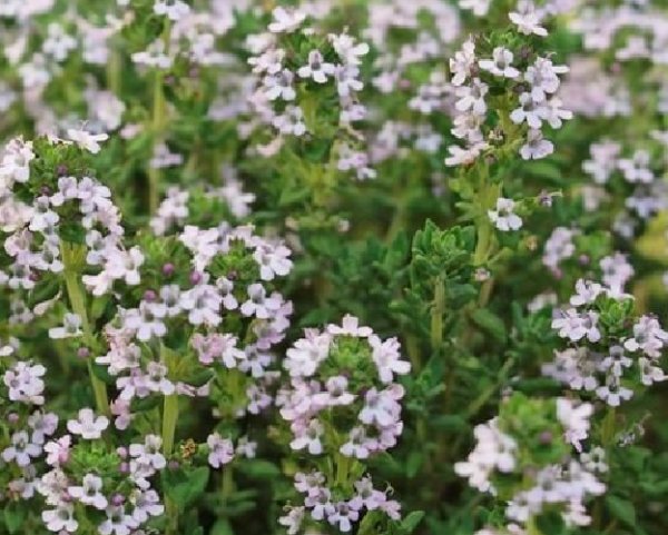 Super Seeds Medicinal Thyme Thymus Vulgaris 4000 Frh Pcs