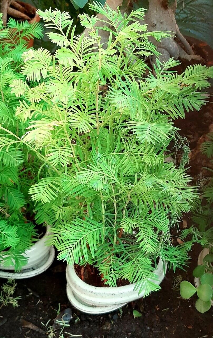 Super Seeds Bonsaidawn Redwood Metasequoia Glyptostroboid 40 Pcs