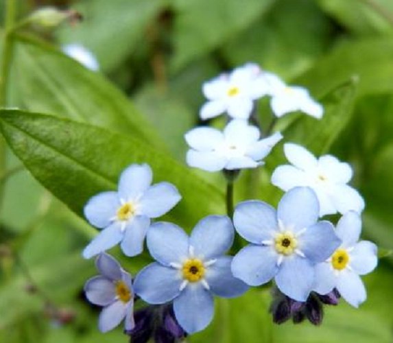 Super Seeds Olvid Blue Myosotis No Me 1000 Pcs