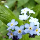 Super Seeds Olvid Blue Myosotis No Me 1000 Pcs