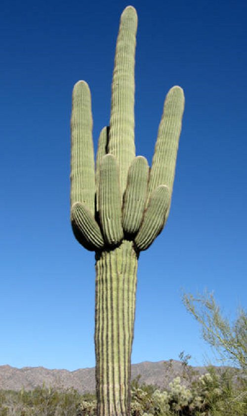 Super Seeds Carnegiea Saguaro Cactus Giant 100 Pcs