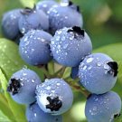 Super Seeds Fruit Of The Fort Blueberry Blue Vaccinium 200 Pcs