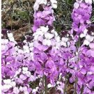 Super Seeds Varied Matthiola Wallflower Cuarenteno 125 Pcs