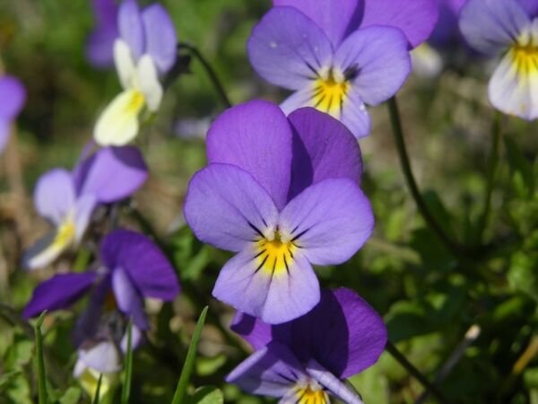 Super Seeds Pansy Tricolor 150 Pcs Beatiful Garden