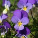 Super Seeds Pansy Tricolor 150 Pcs Beatiful Garden
