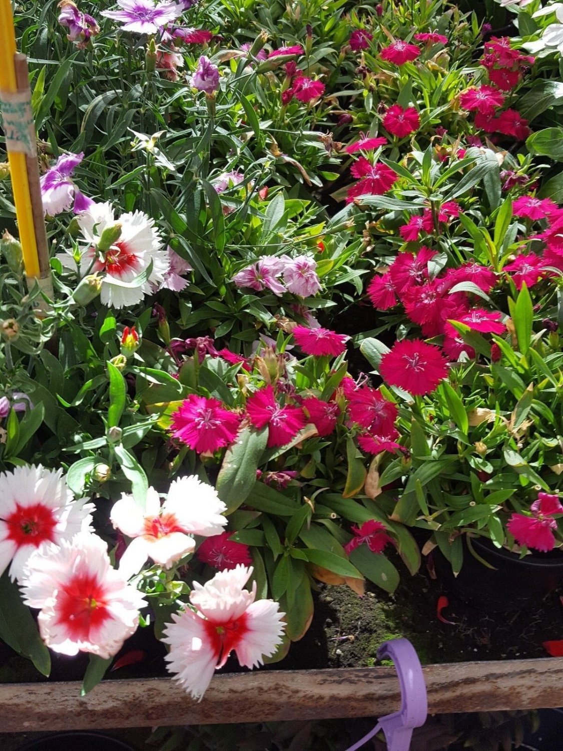 Super Seeds Several Colours Carnation Chine 300 Pcs