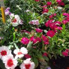 Super Seeds Several Colours Carnation Chine 300 Pcs