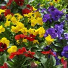 Super Seeds Varied Pansy Giant 50 Pcs Garden Plant