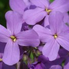 Super Seeds Hperis Matronalis Garden Violet 300 Pcs