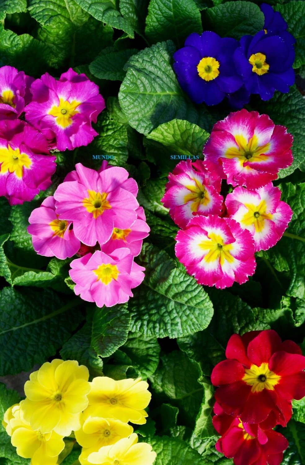 Super Seeds Color Blend Primula 30 Pcs Beautiful Plant