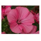 Super Seeds Preciousns Pink Mallow 50 Pcs