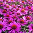 Super Seeds Medicinal Echinacea Echinacea Purpurea 160 Pcs