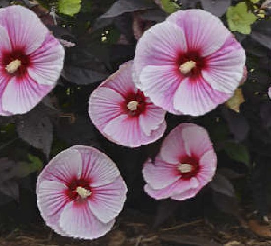 Super Seeds Assorted Colors Perfumery Giant Hibiscus 8 Pcs