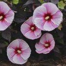 Super Seeds Assorted Colors Perfumery Giant Hibiscus 8 Pcs