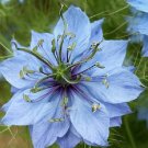Super Seeds Black Cumin Ajenuz Nigella Sativa Blsed Oil 1100 Pcs