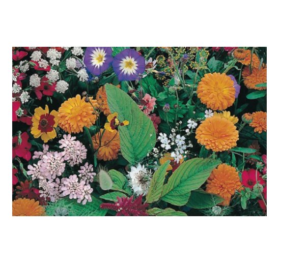 Super Seeds Mix Assorted Country Flowers 3200 Pcs