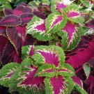 Super Seeds Coleus Bumei Coleo Arcoiris 130 Pcs