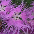 Super Seeds Dianthus Superbus Clavel Silvtre 200 Pcs