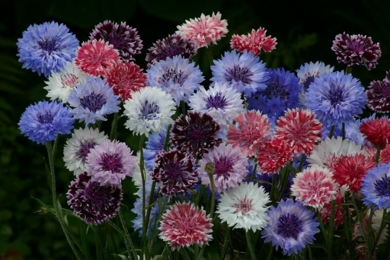 Super Seeds Varied Centaurea Cyanus 400 Pcs
