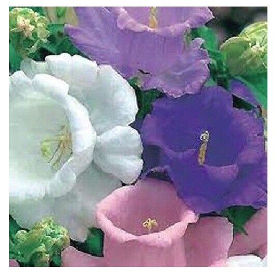 Super Seeds Doble Mix Campanula Medium 300 Pcs