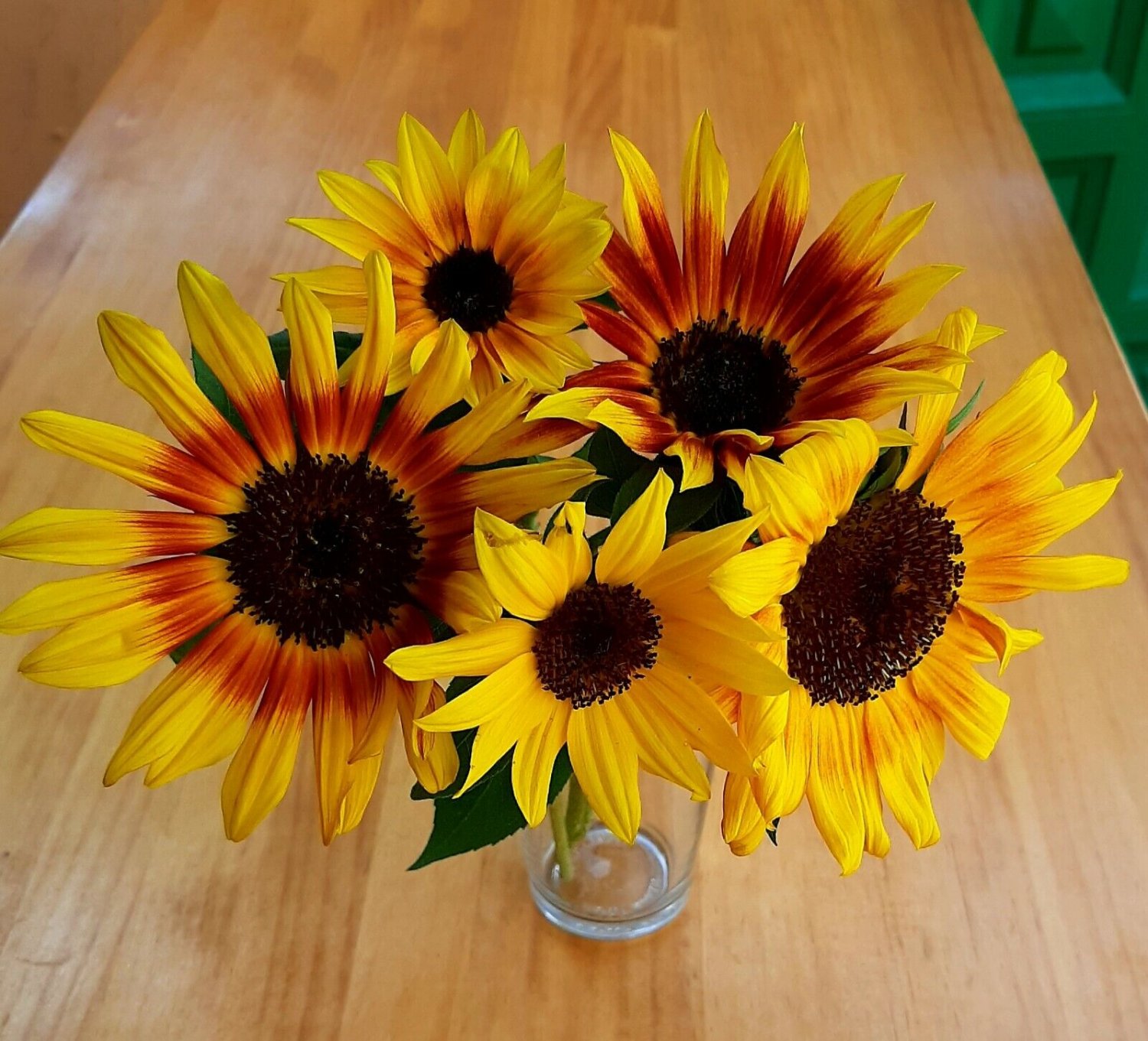 Super Seeds Assorted Colors Ornamental Sunflower Autumn Beauty Helianthus 30 Pcs
