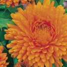 Super Seeds Calendula Officinalis Giant Calendula 300 Frh Pcs
