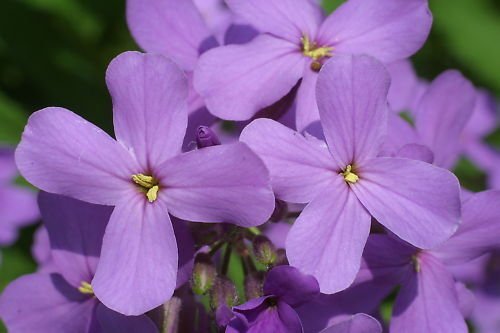 Super Seeds Hperis Matronalis Violet Garden 300 Pcs