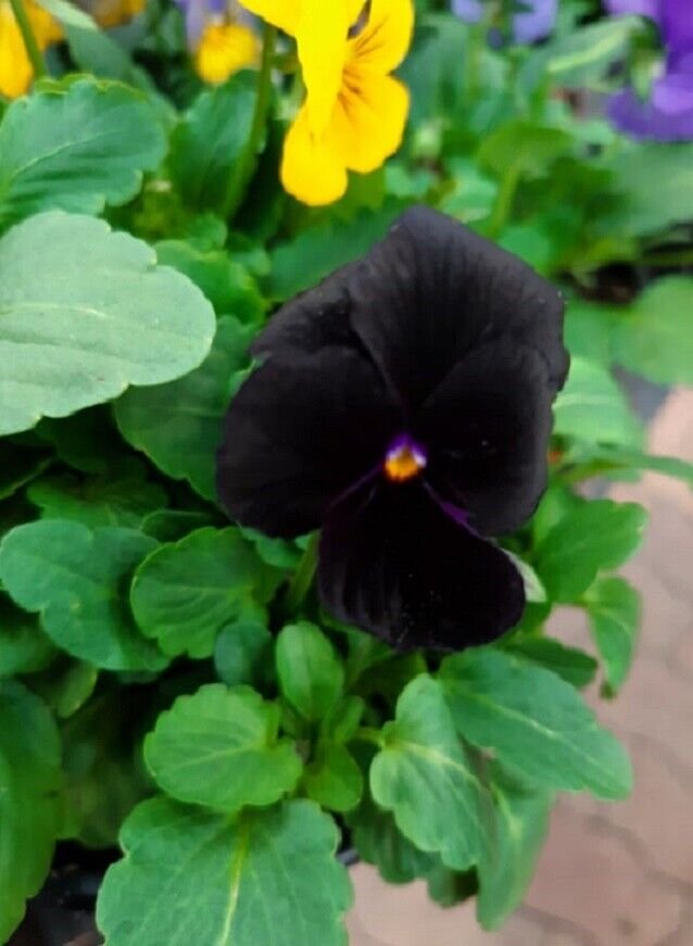 Super Seeds Black Giant Pansy Viola Pansy 30 Pcs