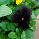 Super Seeds Black Giant Pansy Viola Pansy 30 Pcs