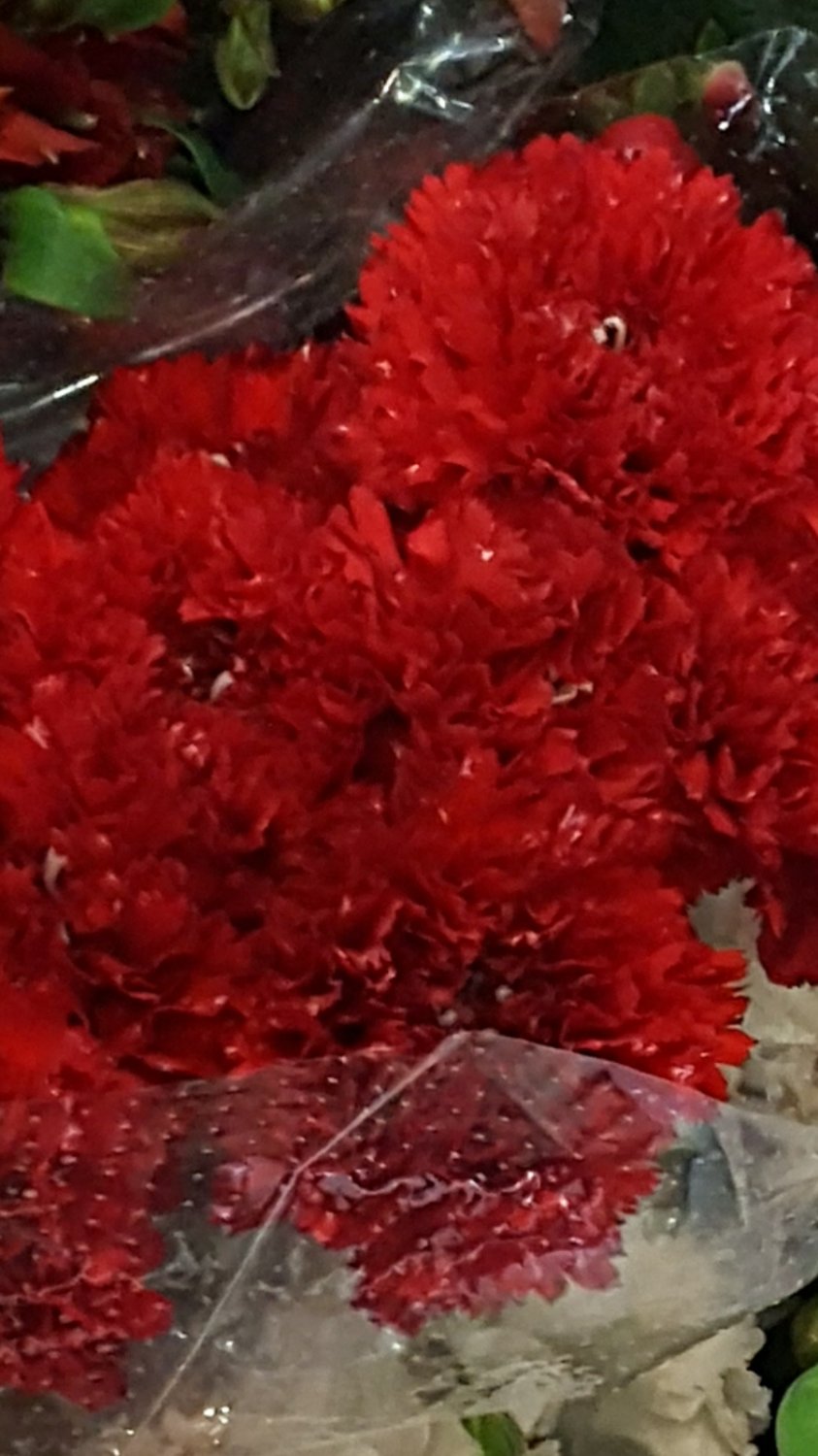 Super Seeds Dianthus c Red Giant Carnation 200 Pcs