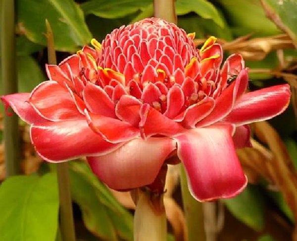 Super Seeds Porcelain Colour Pink Etlingera Elatior Pink 10 Pcs