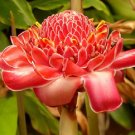 Super Seeds Porcelain Colour Pink Etlingera Elatior Pink 10 Pcs