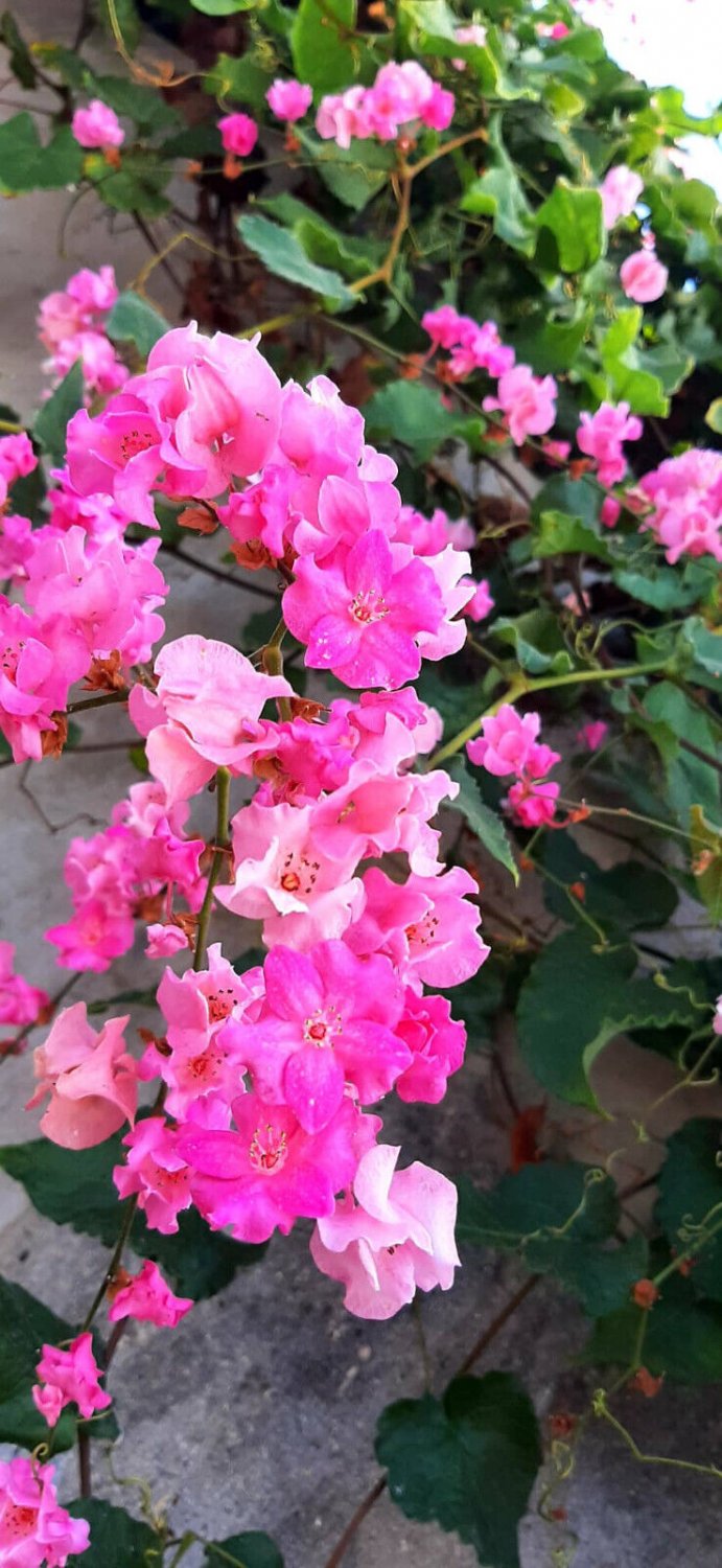 Super Seeds Antigonon Leptotus Spectacular Vine Coral Flower 5 Pcs