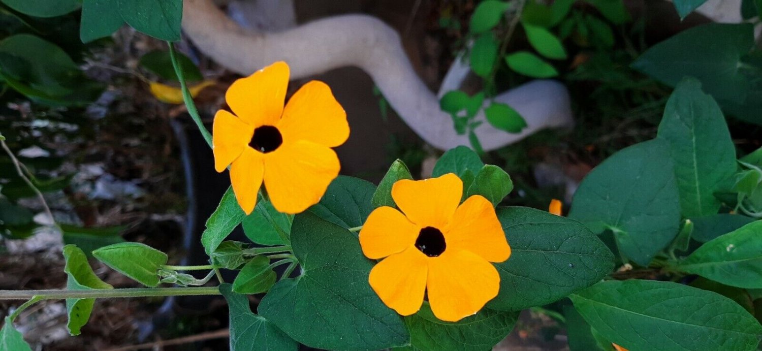 Super Seeds Flower Climber Vine Eye Of Venus Thunbergia Wing 15 Pcs
