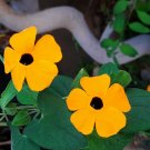 Super Seeds Flower Climber Vine Eye Of Venus Thunbergia Wing 15 Pcs