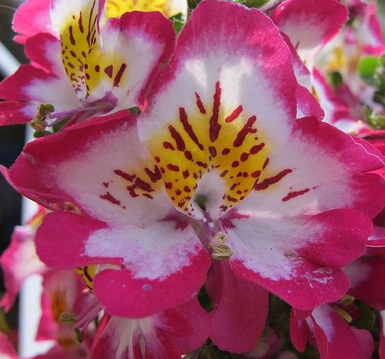 Super Seeds Schizanthus Wisetonensis Assorted Colors 100 Pcs Of For Mariposa