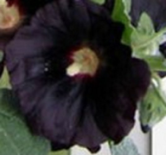 Super Seeds Grain Samen Alcea Negra Hollyhock Black Alcea Nigra 40 Pcs